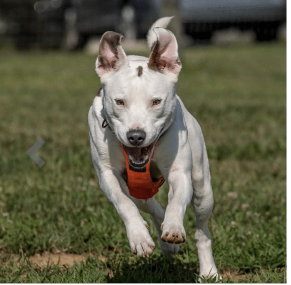 White bulldog mixed breed; 57 lb male, running and joyful, for adoption at Middleburg Humane Foundation in Marshall, VA